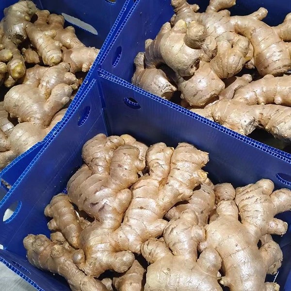 Pasar Jahé seger nganut Peningkatan Kualitas