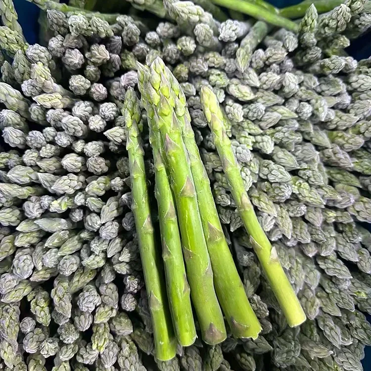 Asparagus Héjo Beku Dipilih pikeun Layanan Pangan Konsisten sareng Pasokan Bahan