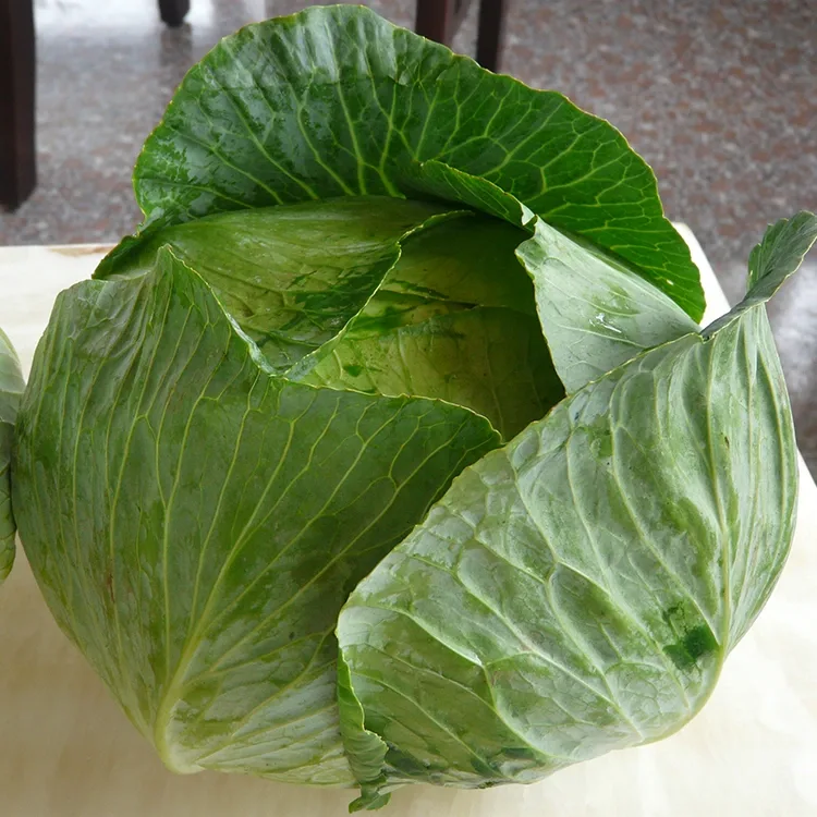Engkol seger garing