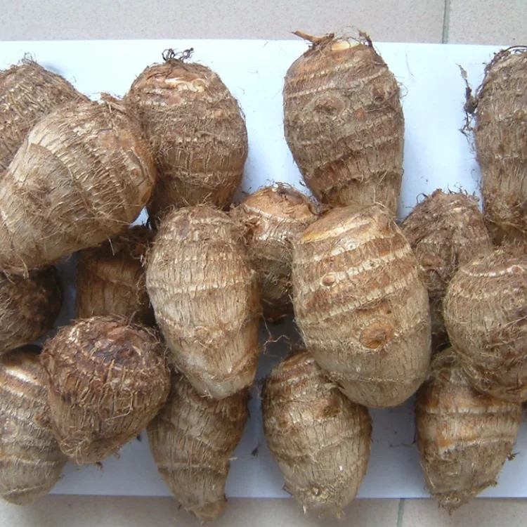 Lapang seger Taro