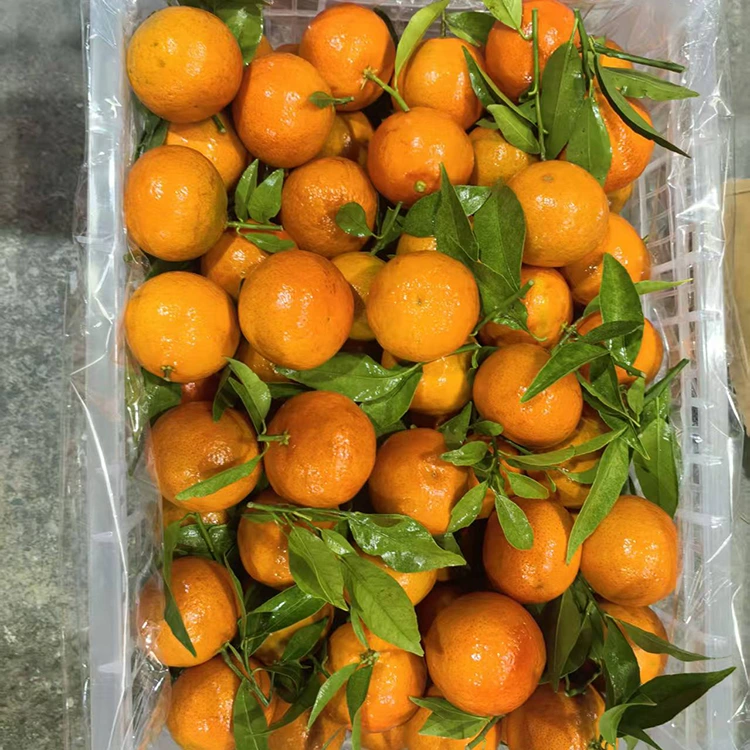 Seger Mashui Mandarin