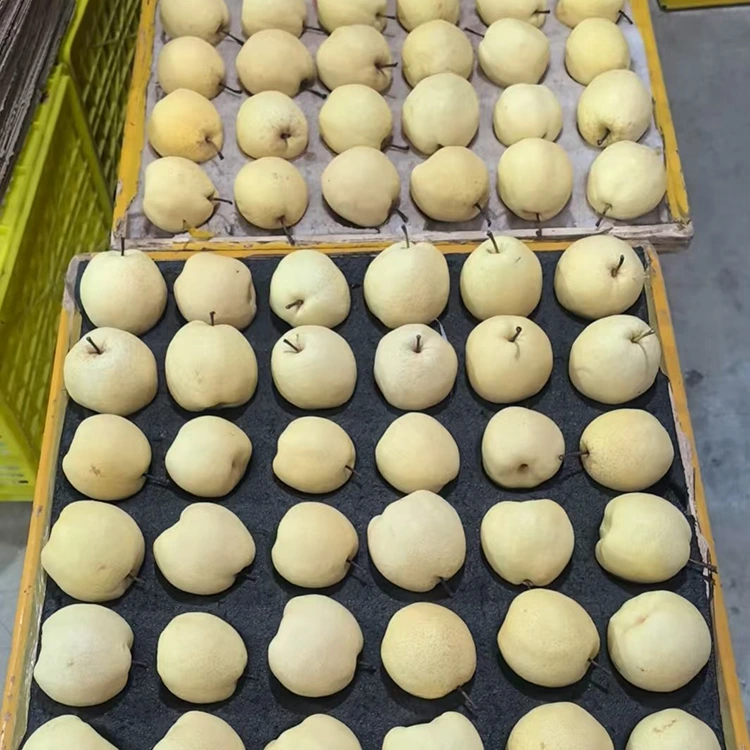 Pears Gong seger-dipilih