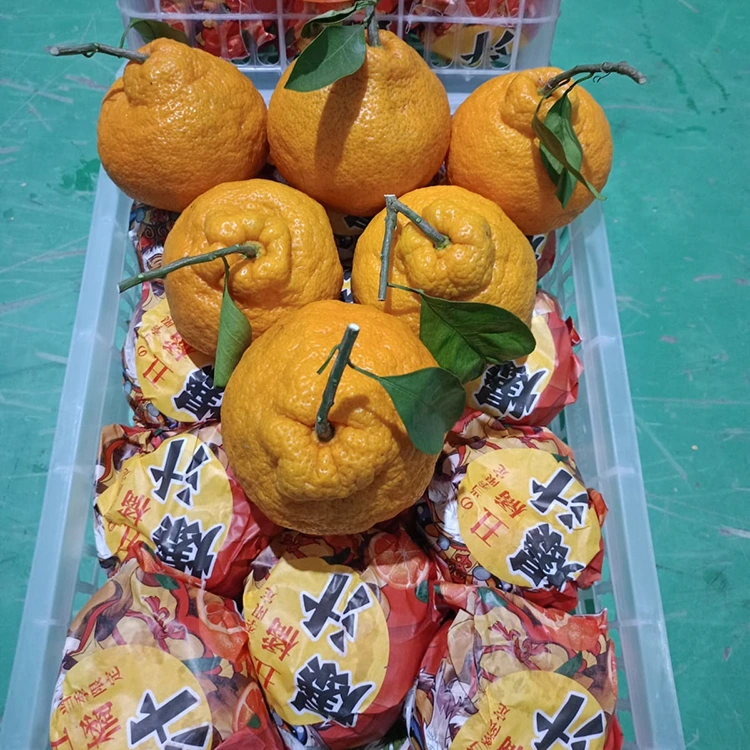 Seger Shiranui Mandarin
