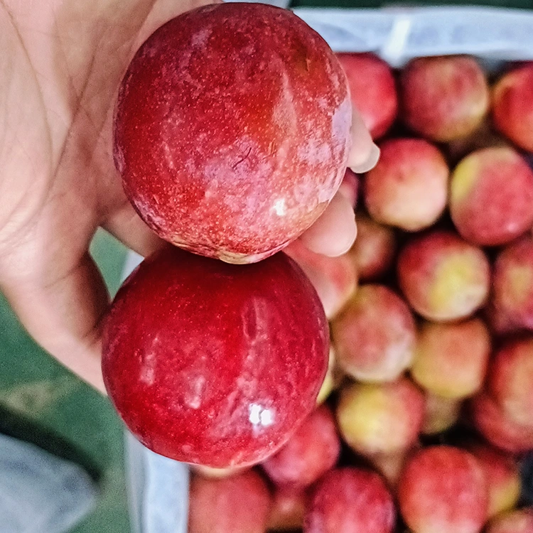 Seger Sweet Beureum Meiyi Plum