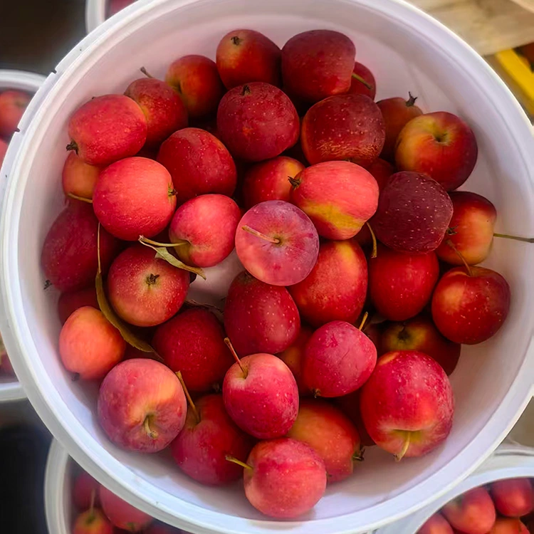 High-Grade Anyar-Pamotongan Cina Cherry Apple