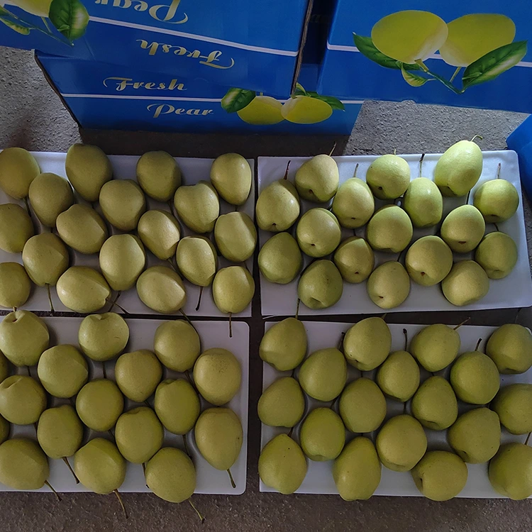 Alami Sweet Shandong Pears