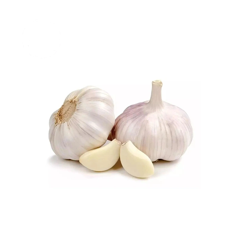 Teguh Premium sarta Montok Bawang bodas Normal