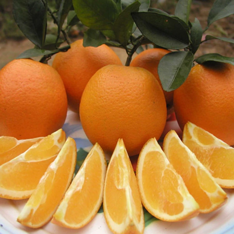 Jeruk Pusar Amis Juicy Segar Premium