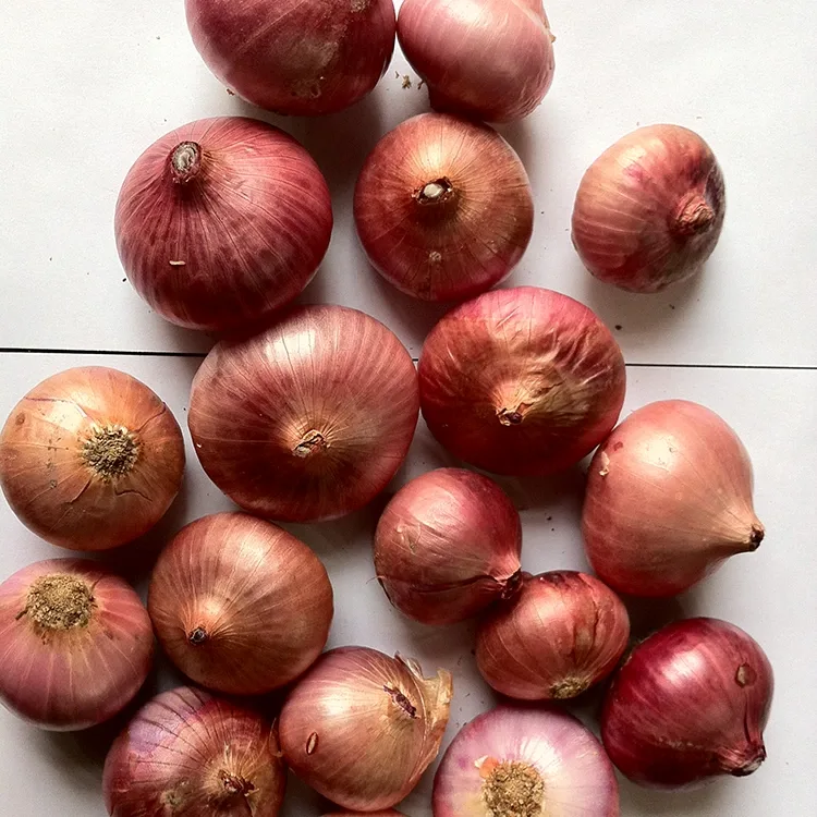 Bawang beureum seger premium