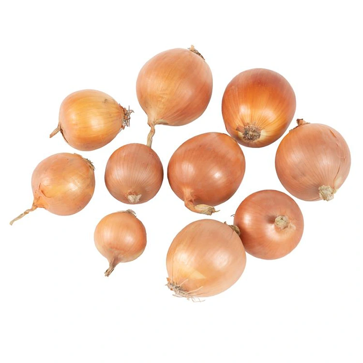 Bawang konéng seger premium