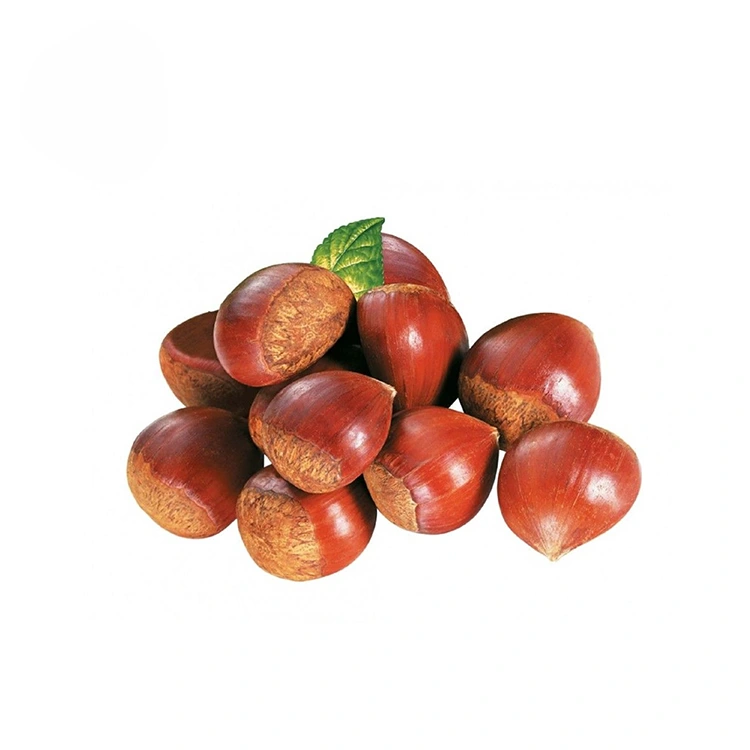 Chestnuts Kualitas Premium